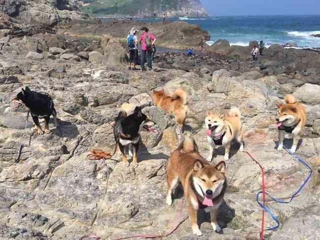 「僕ら、超ハッピーです！」柴犬たくさん家族の、あまりにも可愛い画像集！