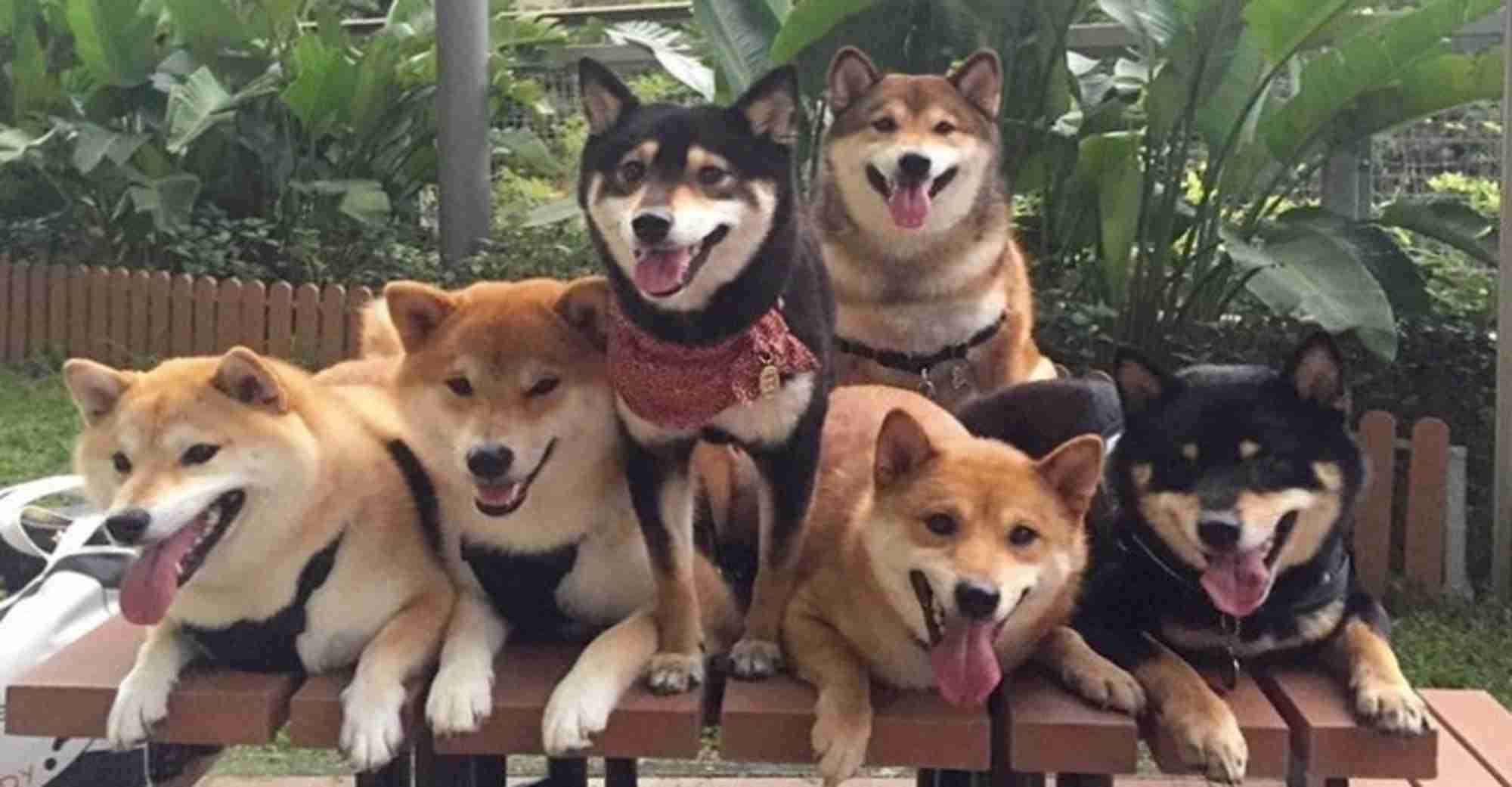 Happy Doggy Family Album Is Almost Too Friggin' Adorable To Be Real - But It Is