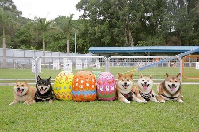 「僕ら、超ハッピーです！」柴犬たくさん家族の、あまりにも可愛い画像集！