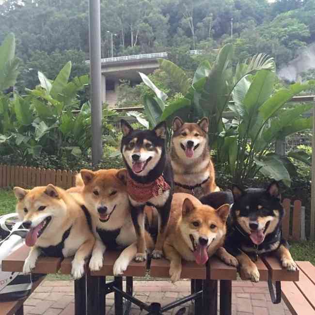 「僕ら、超ハッピーです！」柴犬たくさん家族の、あまりにも可愛い画像集！