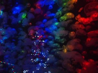 涼しくなるクラゲ画像