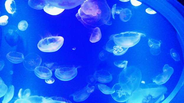 涼しくなるクラゲ画像