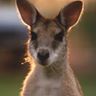 オーストラリア Australia