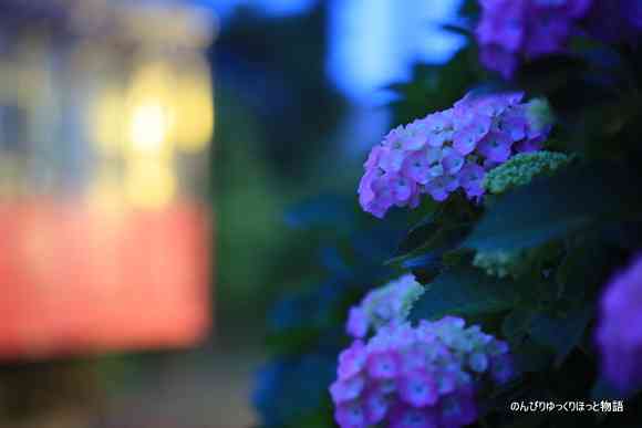 紫陽花の画像を貼るトピ