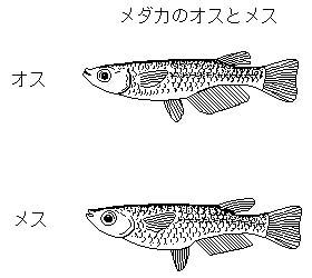 ペットの似顔絵を貼るトピ