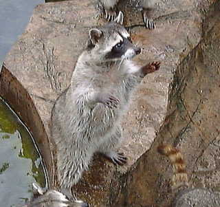 米国　ワニの背に立って川を渡るアライグマが話題に