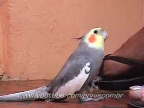 Calopsita - Bate o Pé - Cockatiel - YouTube