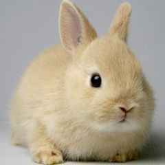 学校で生き物を飼っていましたか？