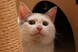 バカにする人への対処法