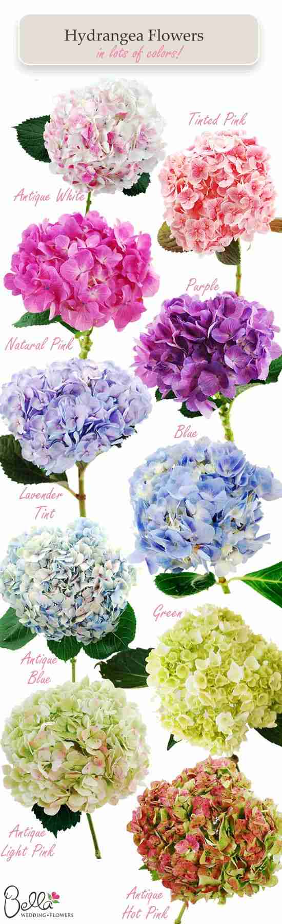 紫陽花の画像を貼るトピ