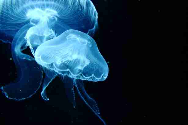 涼しくなるクラゲ画像