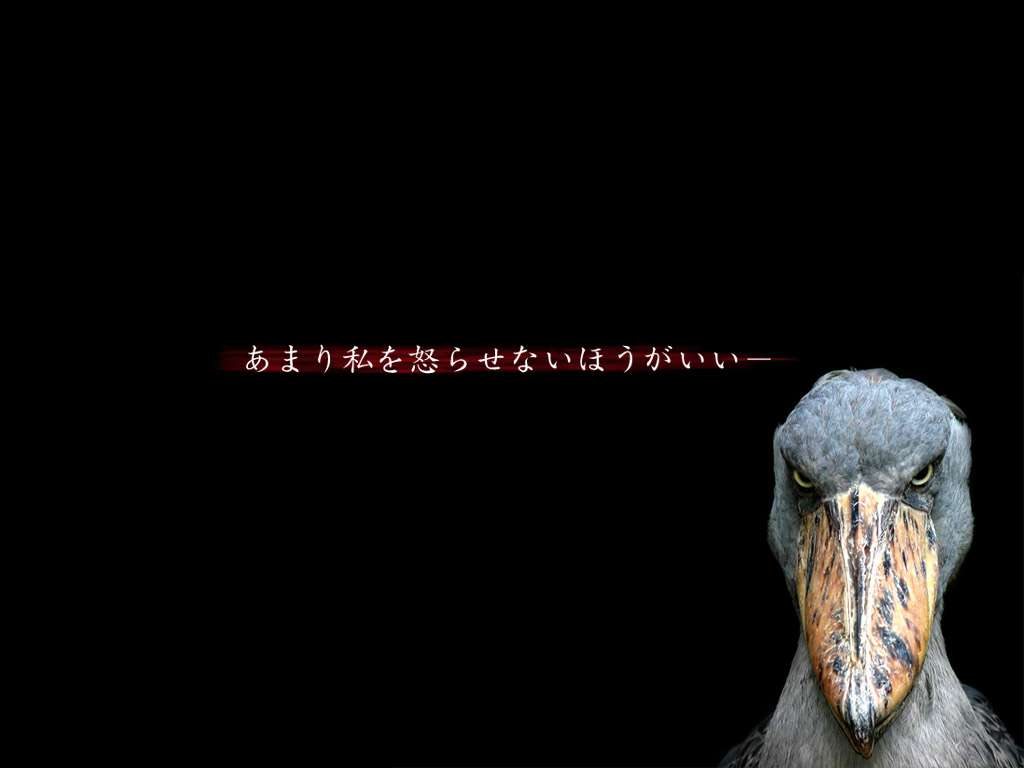 上野動物園がハシビロコウのウインク姿を公開→イケメンだと話題にｗ