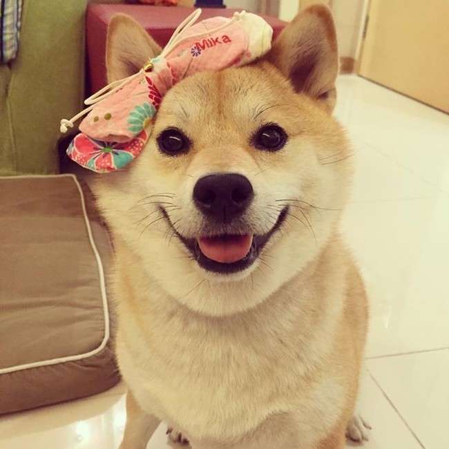 「僕ら、超ハッピーです！」柴犬たくさん家族の、あまりにも可愛い画像集！