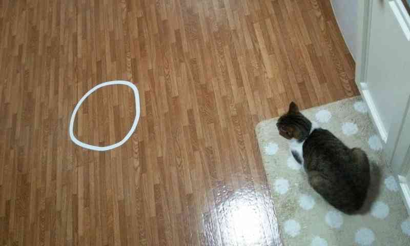 ネコ専用　行儀よく座る姿がカワイイ「猫ホイホイ畳」販売