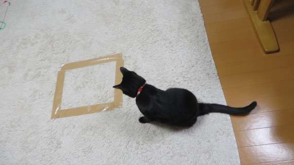 ネコ専用　行儀よく座る姿がカワイイ「猫ホイホイ畳」販売