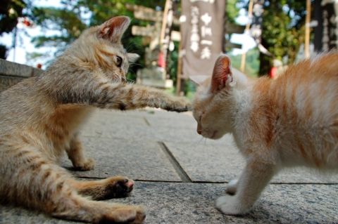 目覚めると左目が失明していた女性、原因は猫の唾液？