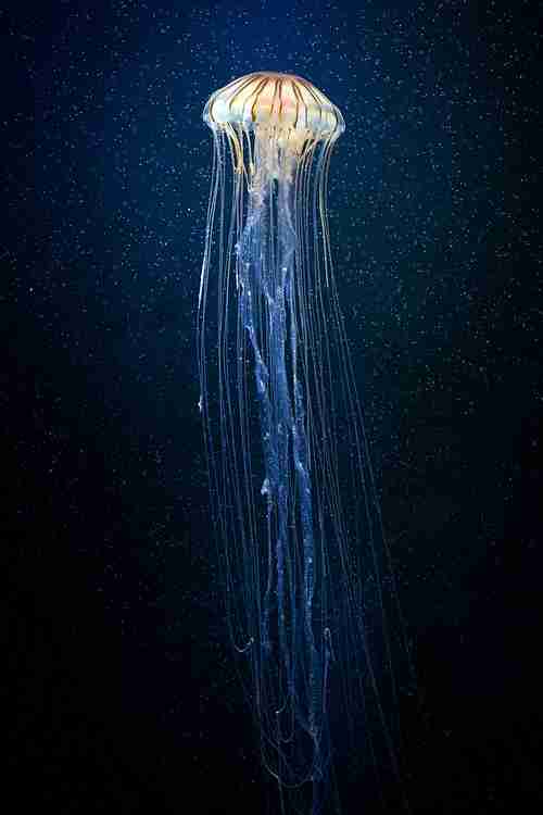 涼しくなるクラゲ画像