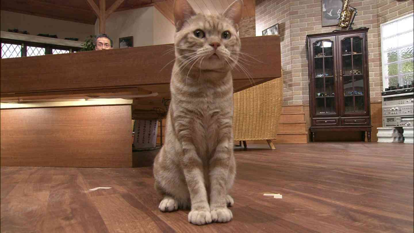 和歌山電鉄の名物三毛猫「たま駅長」が心不全で死去…16歳