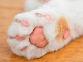 目覚めると左目が失明していた女性、原因は猫の唾液？