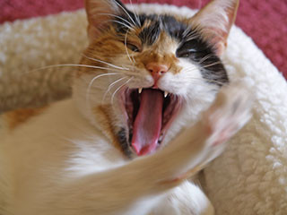 猫好きの人は要注意！「猫ひっかき病」とは？ - Peachy - ライブドアニュース