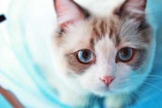 どんな種類の猫飼いたいですか?