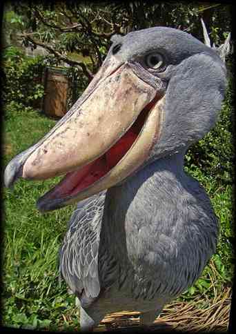 上野動物園がハシビロコウのウインク姿を公開→イケメンだと話題にｗ