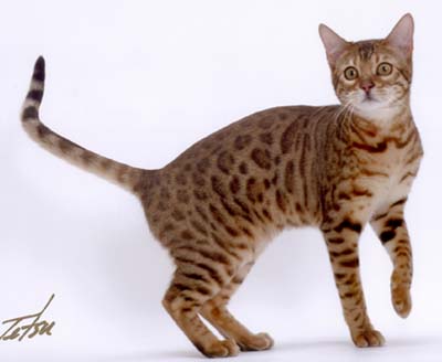 皆さんどんなペットを飼っていますか？