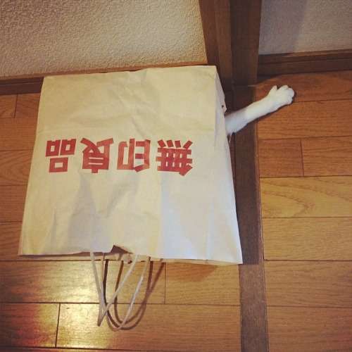 ネコ専用　行儀よく座る姿がカワイイ「猫ホイホイ畳」販売
