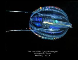 涼しくなるクラゲ画像