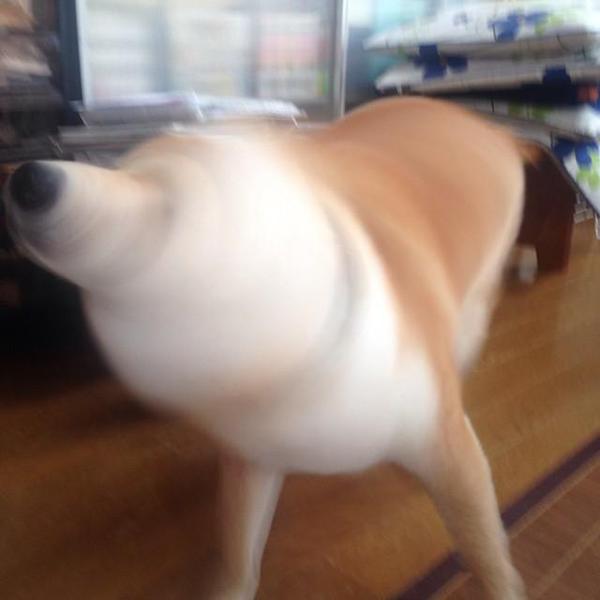 「僕ら、超ハッピーです！」柴犬たくさん家族の、あまりにも可愛い画像集！