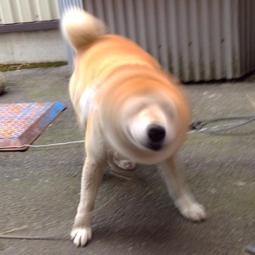 柴犬が体を震わせる様子が外国人に柴ドリル”shibe drill”として大人気にｗｗｗ