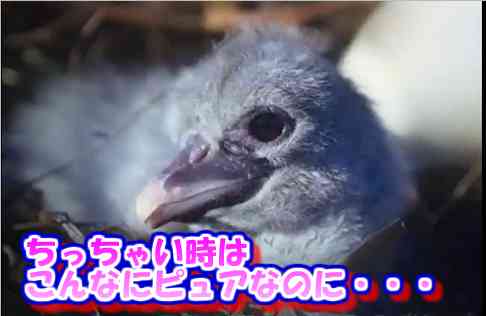 上野動物園がハシビロコウのウインク姿を公開→イケメンだと話題にｗ