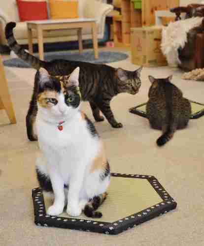 ネコ専用　行儀よく座る姿がカワイイ「猫ホイホイ畳」販売