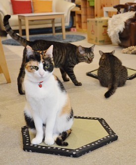 ネコ専用：行儀よく座る姿がカワイイ「猫ホイホイ畳」販売 - 毎日新聞