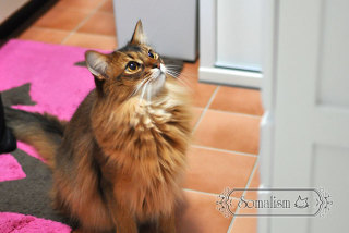 どんな種類の猫飼いたいですか?