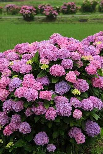 紫陽花の画像を貼るトピ
