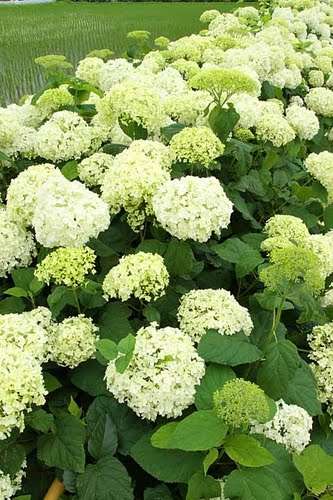 紫陽花の画像を貼るトピ