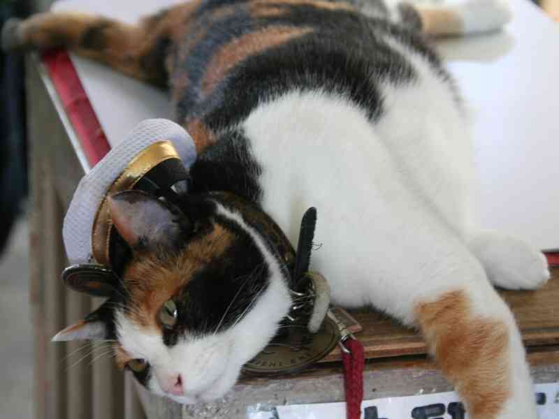 和歌山電鉄の名物三毛猫「たま駅長」が心不全で死去…16歳
