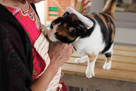 和歌山電鉄の名物三毛猫「たま駅長」が心不全で死去…16歳