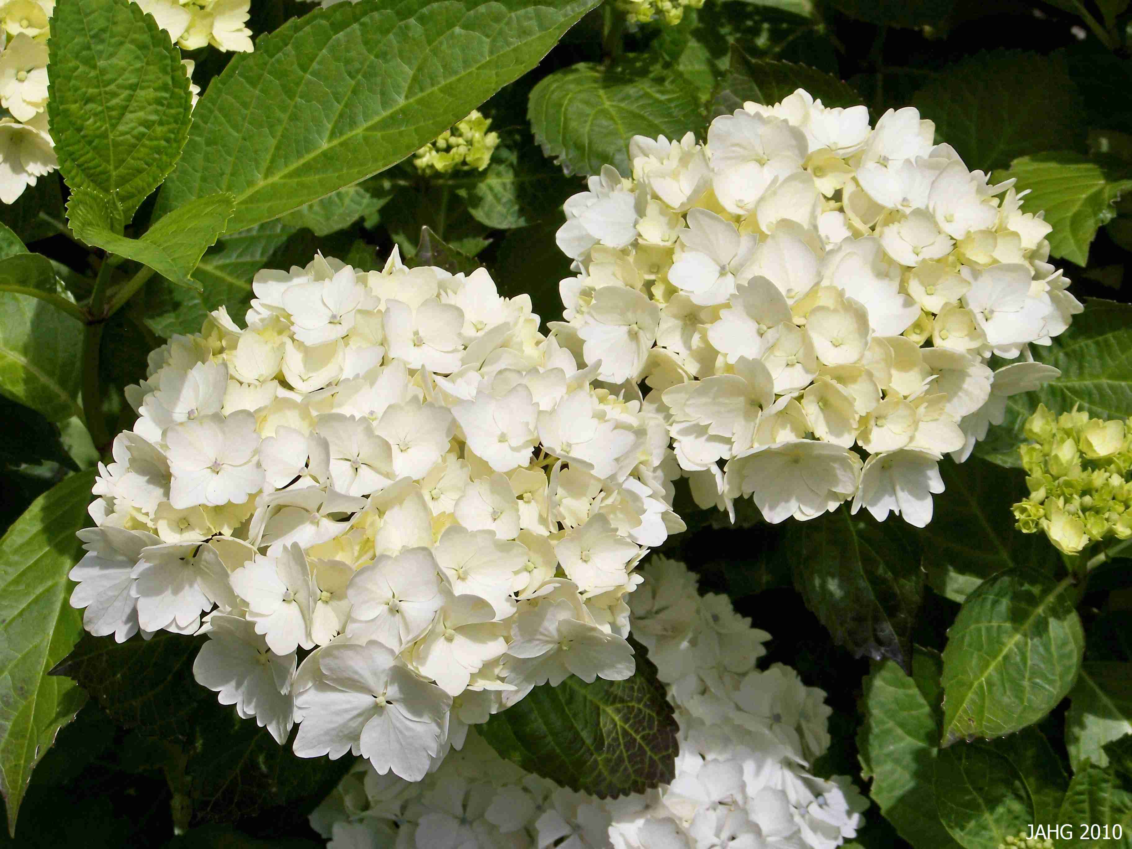 紫陽花の画像を貼るトピ
