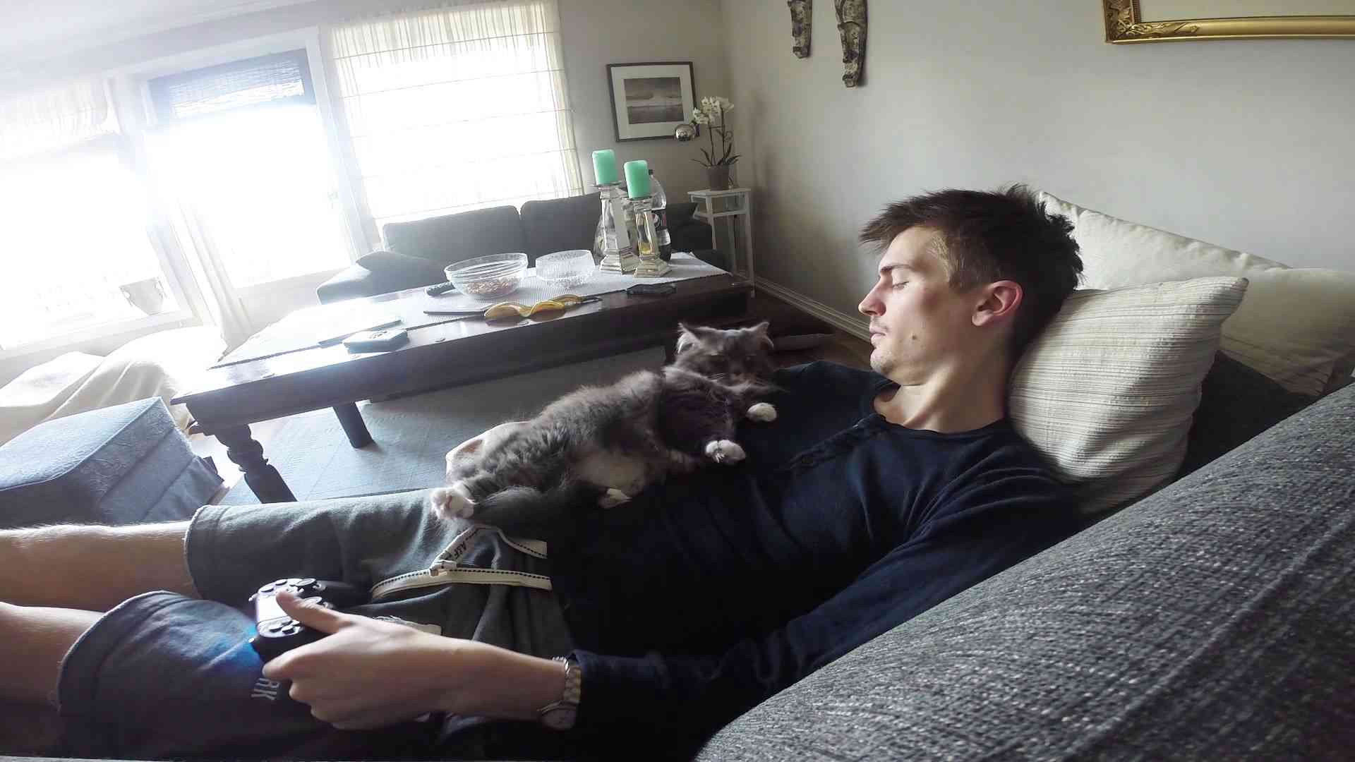 Cat won't let me play Video Games alone - YouTube