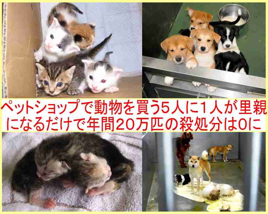 どんな種類の猫飼いたいですか?