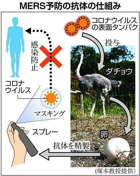 【MERS】監視対象者計6人が日本に入国。京都府大グループが抗体を大量精製、感染予防に期待