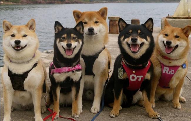 「僕ら、超ハッピーです！」柴犬たくさん家族の、あまりにも可愛い画像集！