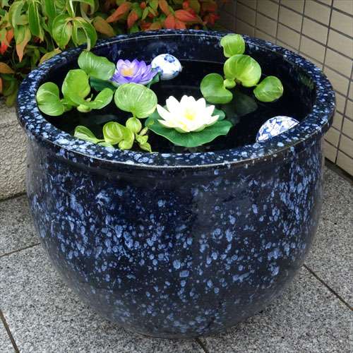 観賞魚飼育されてる方お話しませんか？