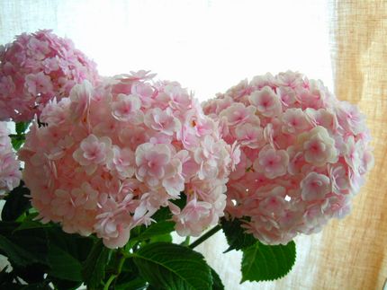 紫陽花の画像を貼るトピ