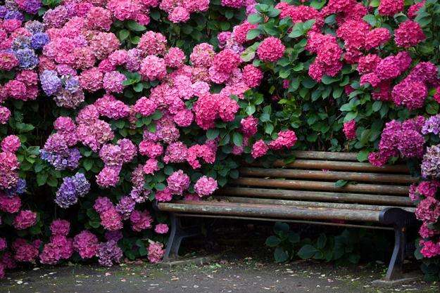 紫陽花の画像を貼るトピ