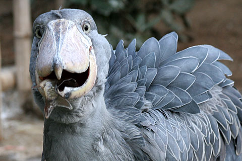 上野動物園がハシビロコウのウインク姿を公開→イケメンだと話題にｗ