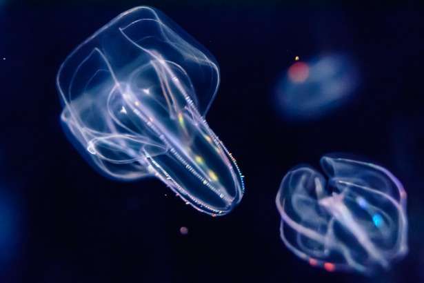 涼しくなるクラゲ画像