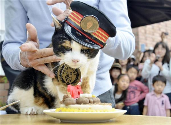 和歌山電鉄の名物三毛猫「たま駅長」が心不全で死去…16歳